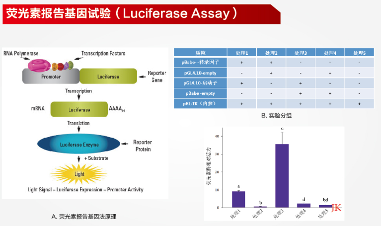 荧光素酶报告基因试验（Luciferase Assay）
